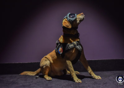 Chien portant un masque Sur Cyno-Ops