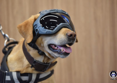 Chien portant un masque Sur Cyno-Ops