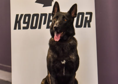 Chien Sur Cyno-Ops