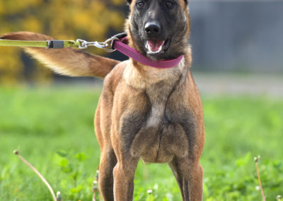 Chien Sur Cyno-Ops