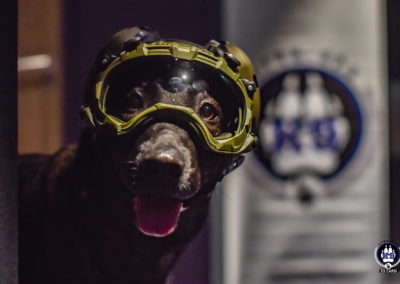 Chien portant un masque sur Cyno-Ops